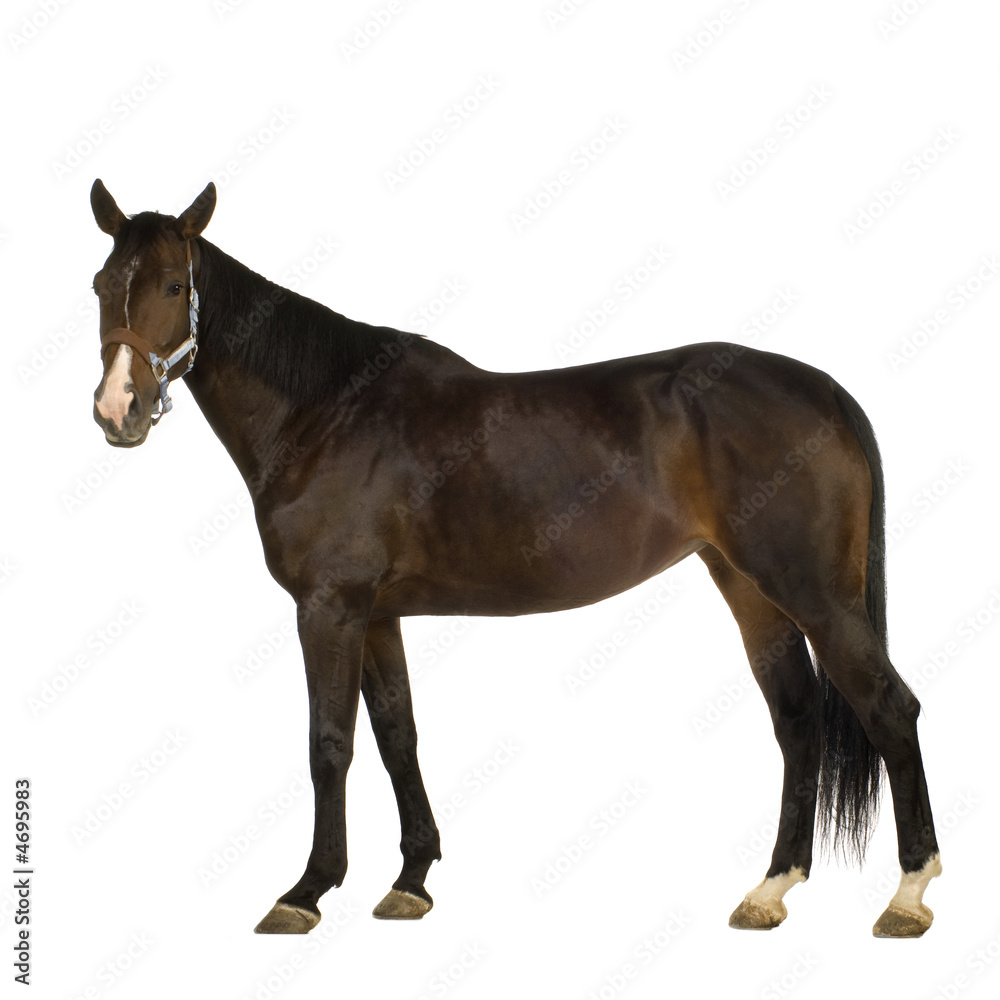 Horse Horse
