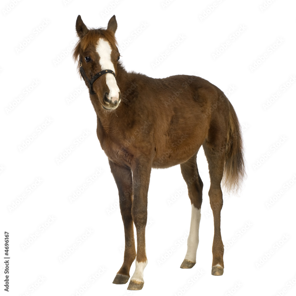 Obraz premium Foal (4 months)