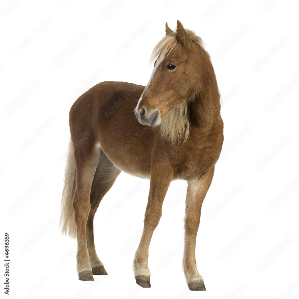 Obraz premium Shetland pony (2 years)
