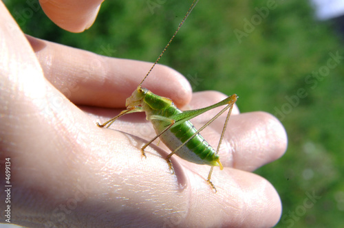  grasshopper