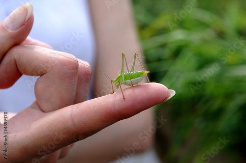 green grasshopper