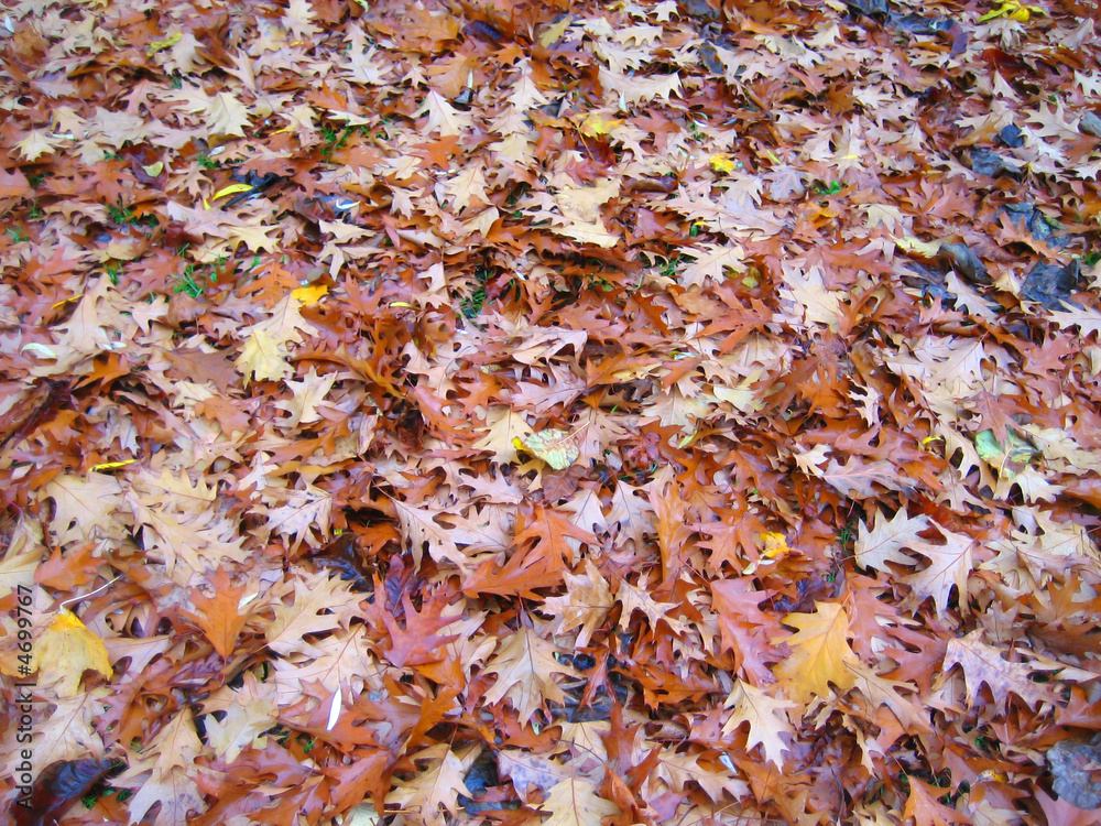 Autumn leaves