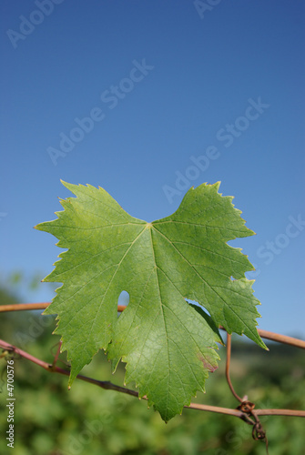 foglia di vite
