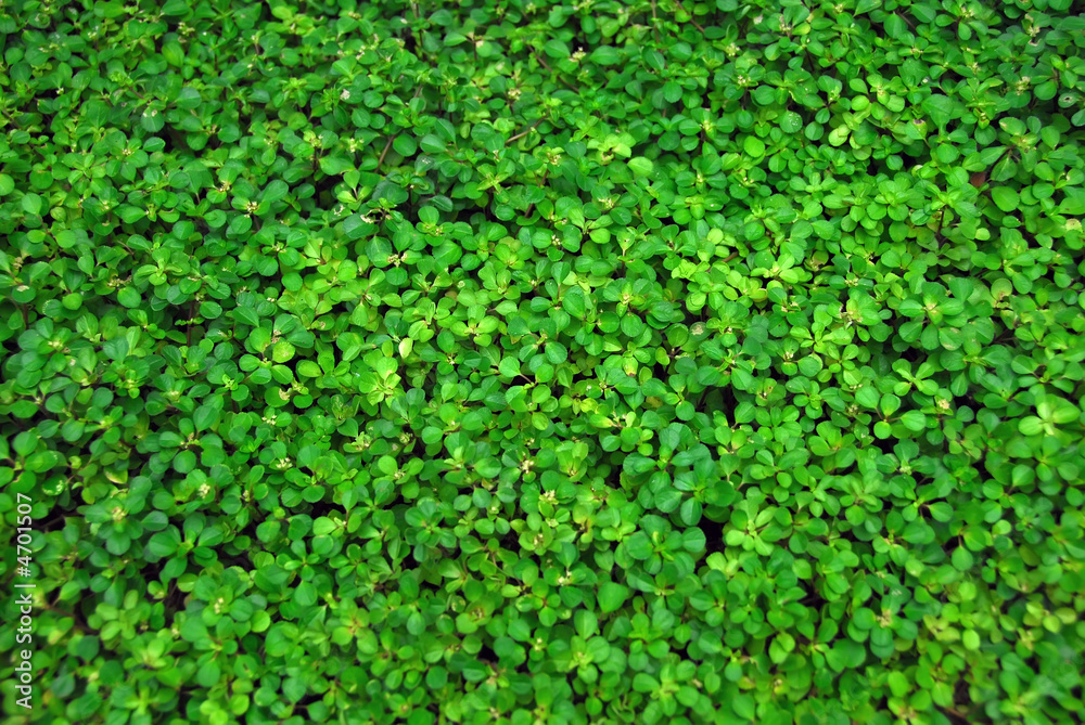 Covered with vegetation Covered with vegetation