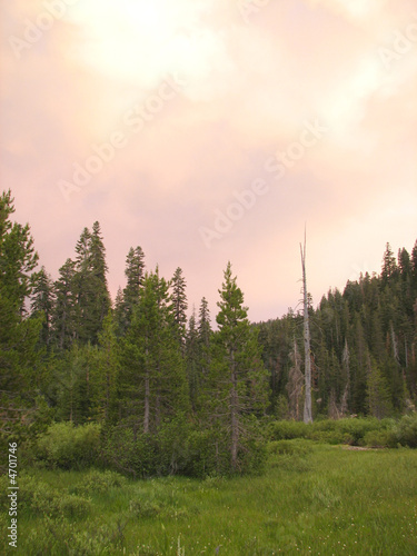 Sierra Nevadas Meadow