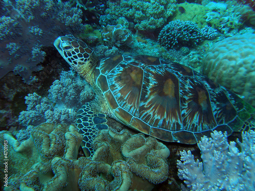 Tortue