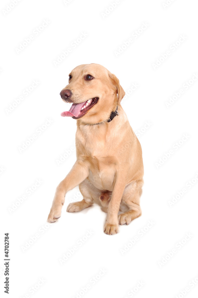 Cute Labrador Cute Labrador