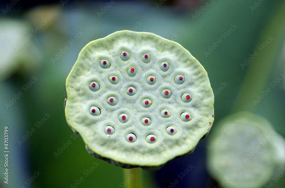 Water Lily Water Lily