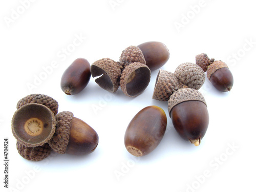 Acorns photo