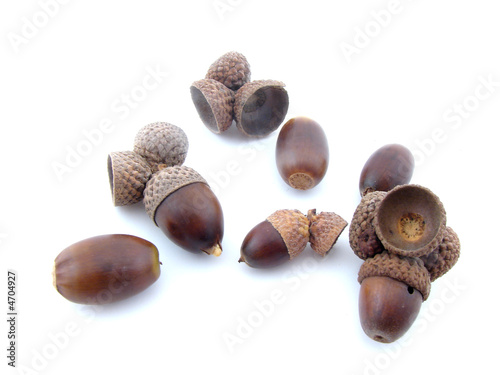 Fotografía Acorns