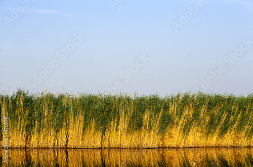 Schilf am Neusiedlersee in Österreich photo