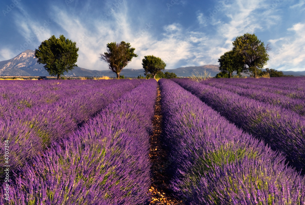 Naklejka premium Lawendowe pole w Provence, Francja