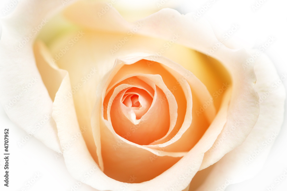 Pink rose isolated on the white background Pink rose isolated on the white background