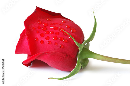 Red rose isolated on the white background