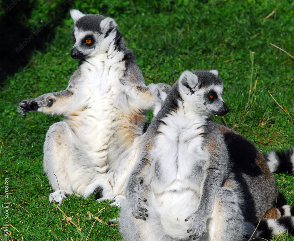 Obraz premium Ring-tailed Lemur (Lemur catta)