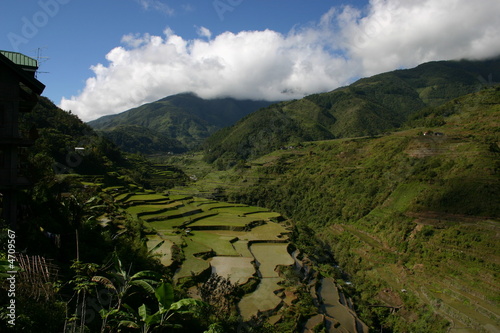 Rice Terraces