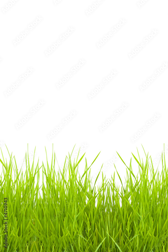 Fototapeta premium grass isolated on a white