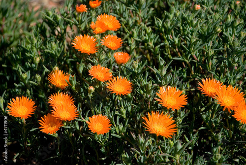 Lampranthus Aureus - Orange Vygie