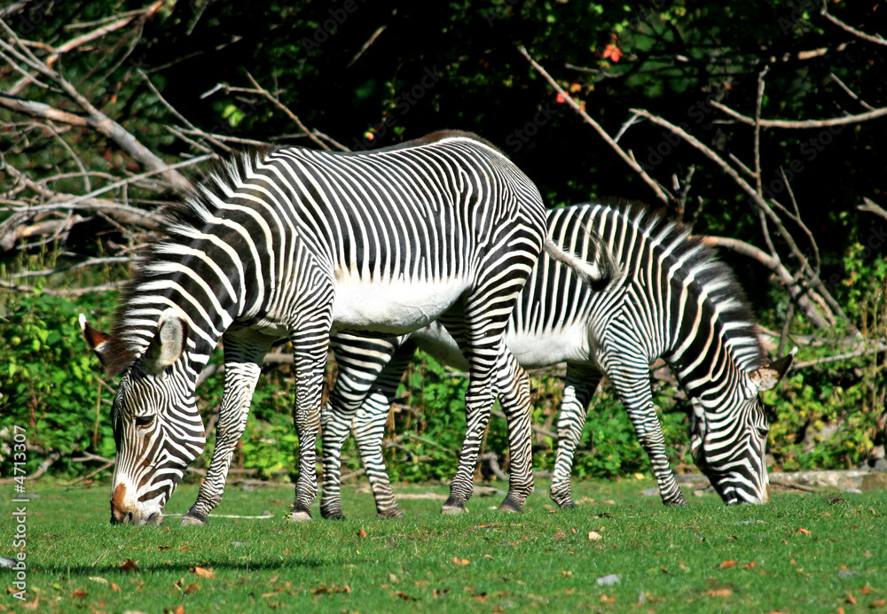 Obraz premium zebras
