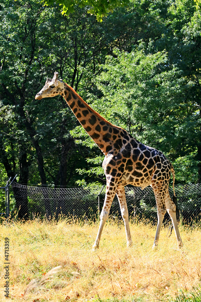 Obraz premium Giraffe