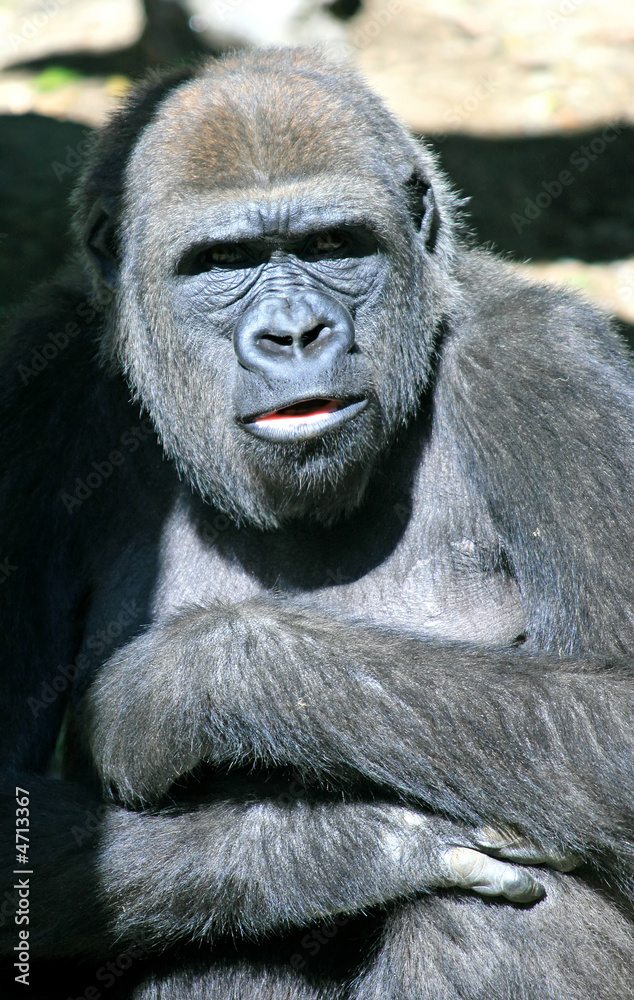 Gorilla