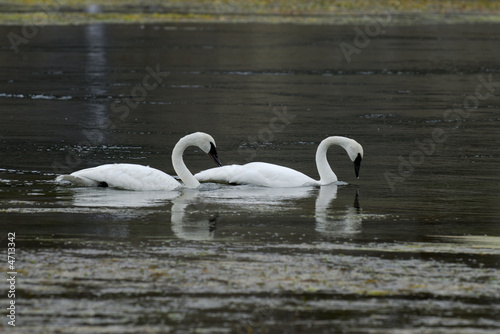 Trumpeter Swans