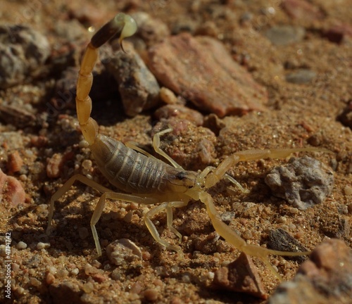 Jeune scorpion jaune du Sahara