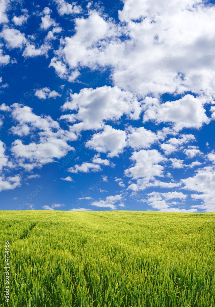 Obraz premium Beautiful wheat field under blue sky