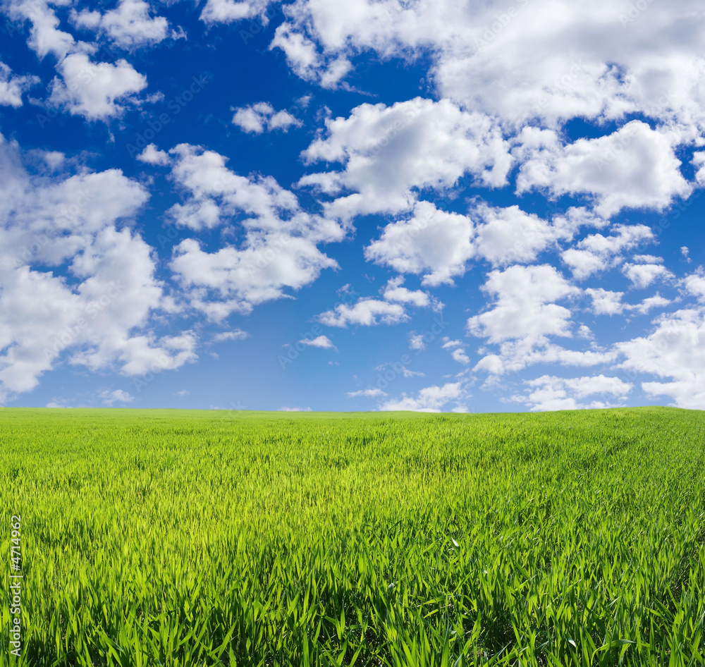 Beautiful wheat field under blue sky