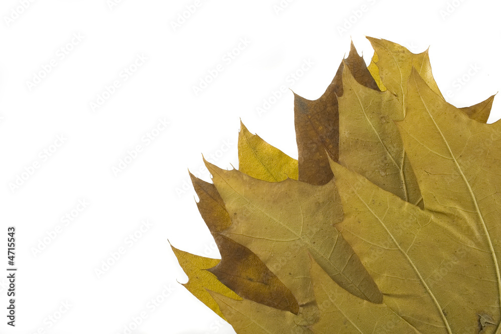 autumn leaf autumn leaf