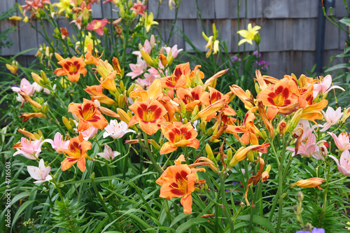 Daylily Garden photo