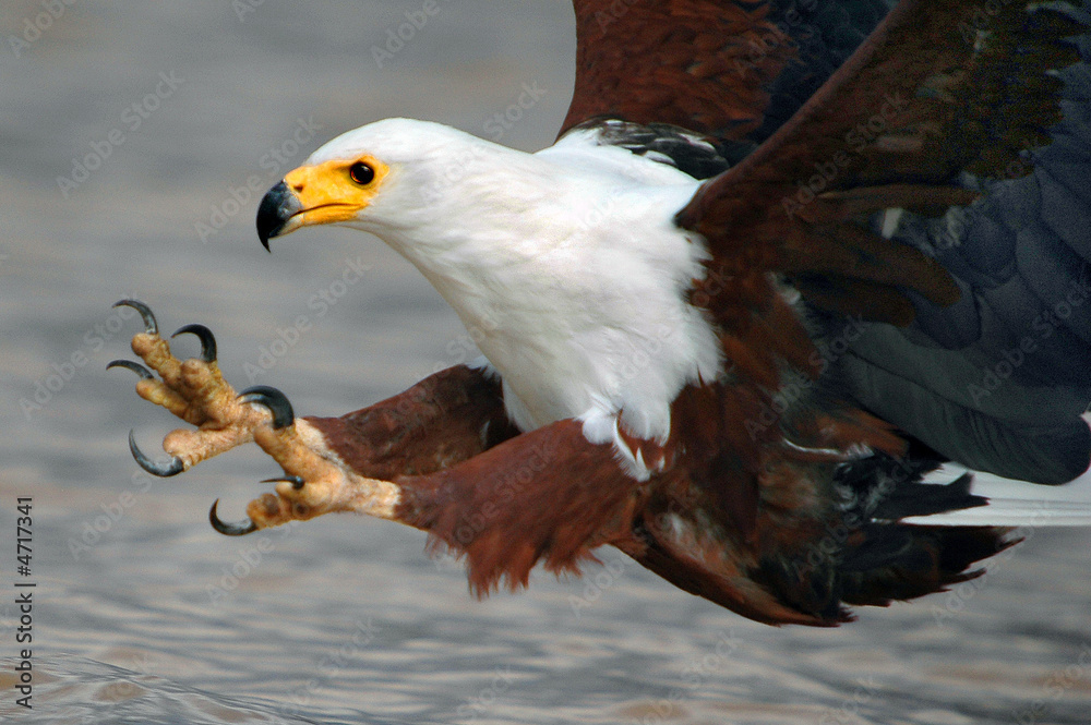 African Fish Eagle.