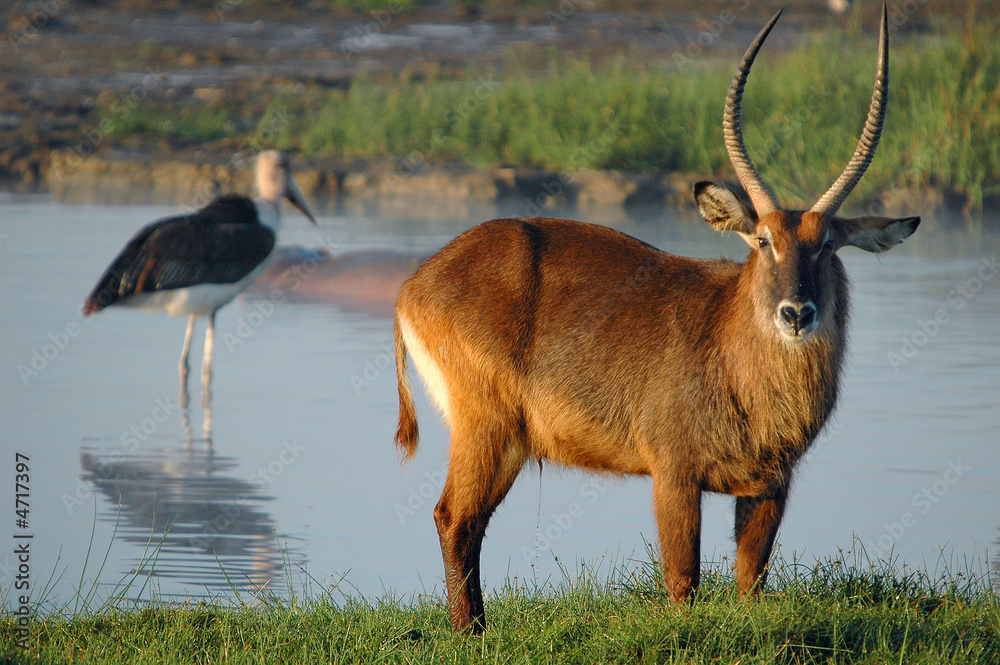 Fototapeta premium Waterbuck (Kobus ellipsiprymnus defassa).