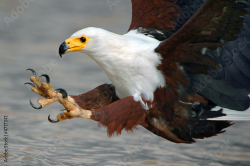 Obraz na płótnie African Fish Eagle. w salonie