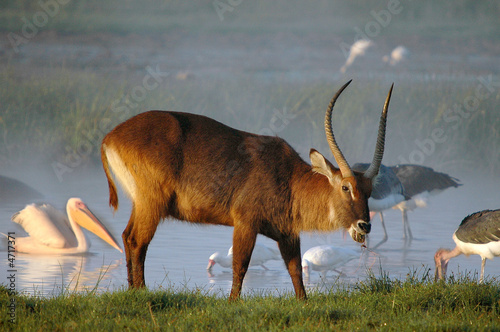Canvas Print Waterbuck (Kobus ellipsiprymnus defassa).