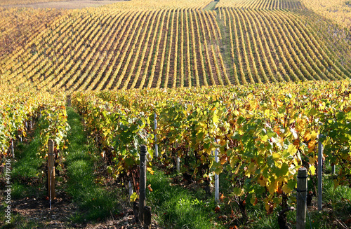 vignes à Chablis photo