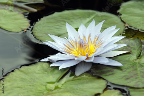 Water Lily