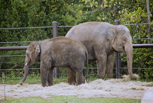 Zoo Elephants