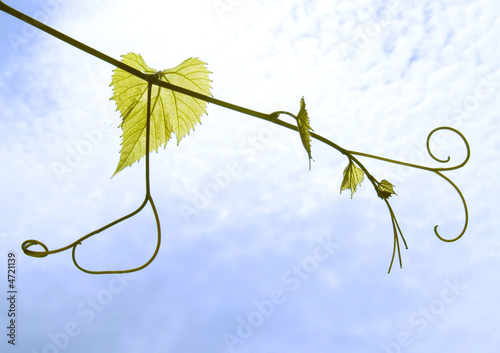 Grape leafes