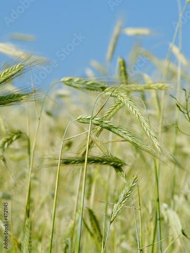 Grain ears in wheat field