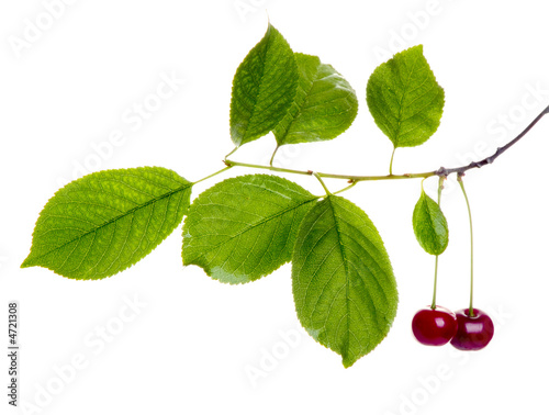 Cherry branch