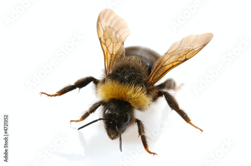 bumblebee © vnlit