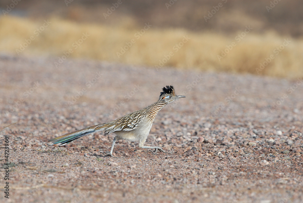 State Bird of New Mexico State Bird of New Mexico