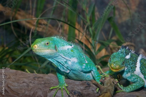 green iguanas