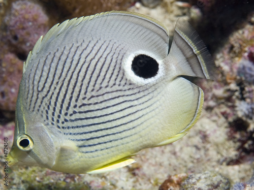 Foureye Butterflyfish, Chaetodon capistratus photo