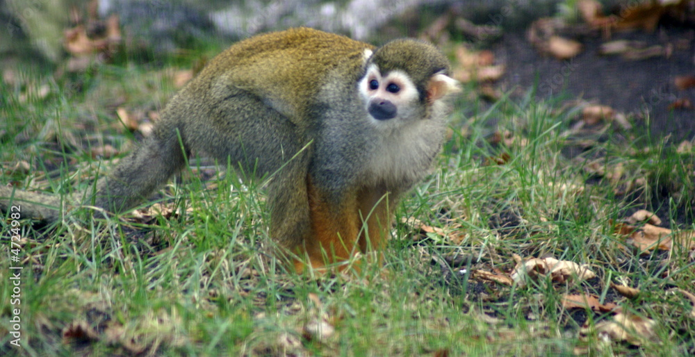 Obraz premium Common squirrel monkey