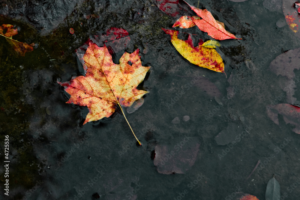 Autumn leaves in a riverbed.