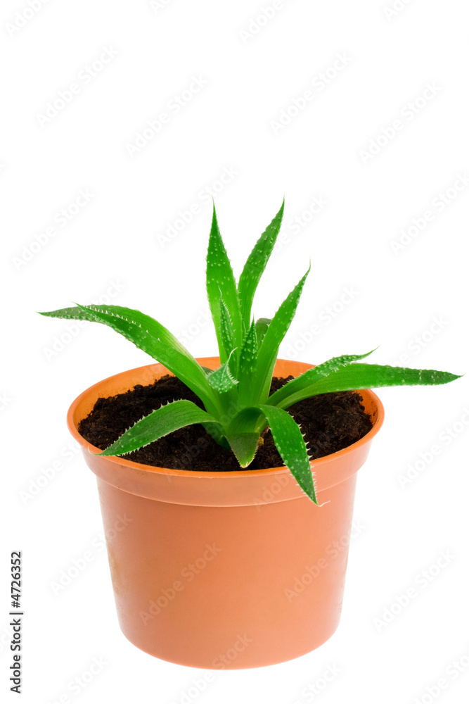 Fototapeta premium Aloe vera