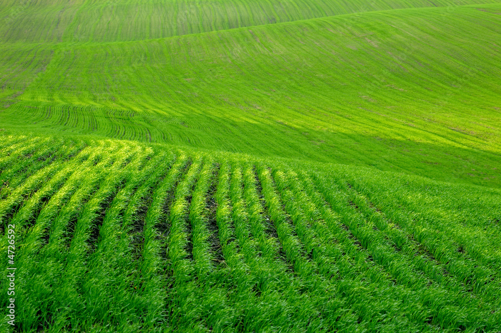 Field with grass