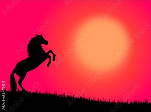 Cavallo nel tramonto